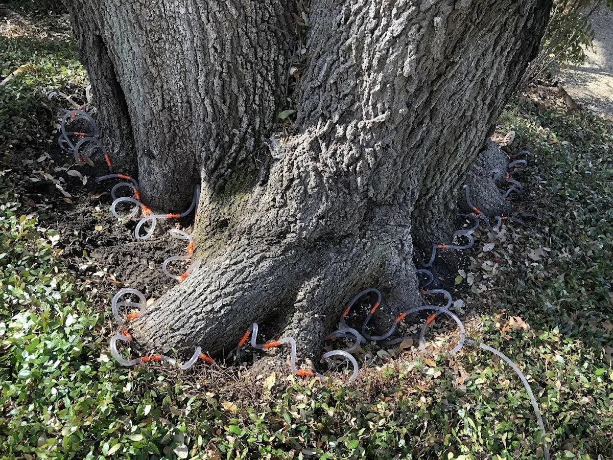 Detailed Tree Cabling and Bracing job site in Dora