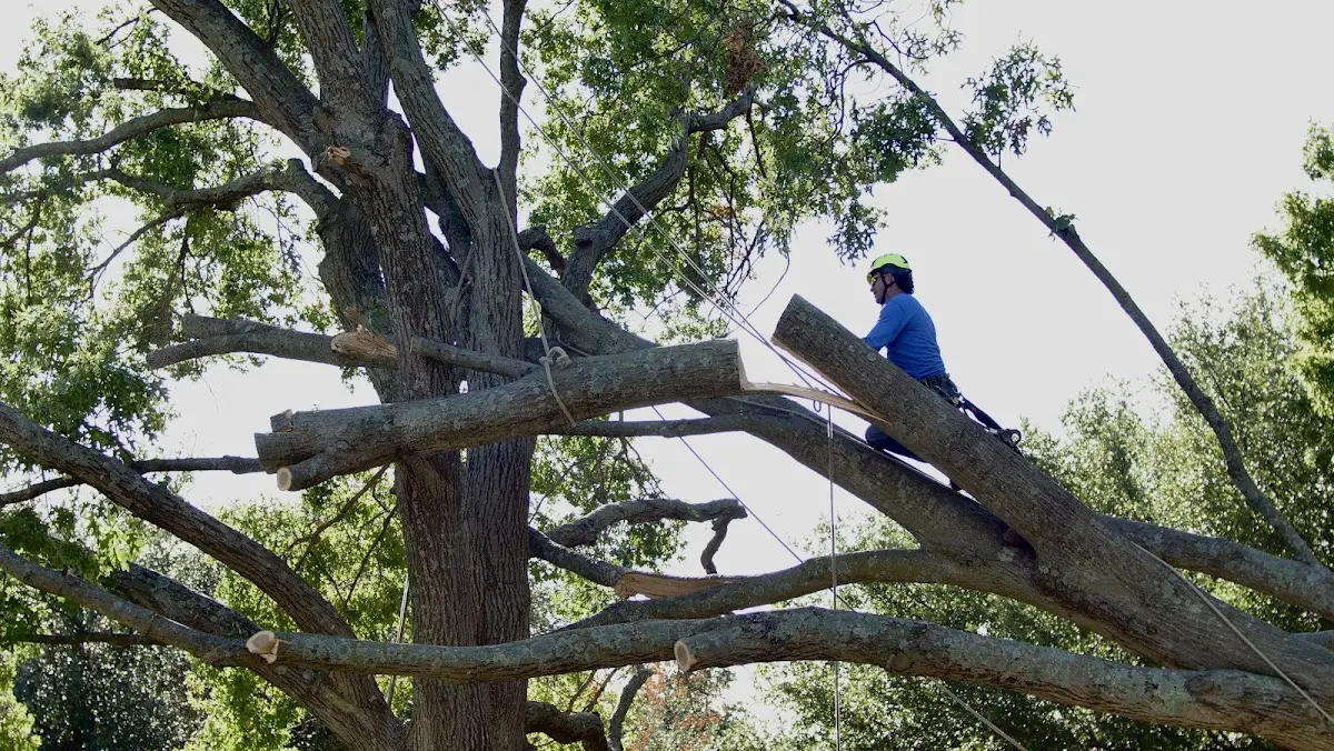 Professional Crown Thinning performed by certified arborists in Dora